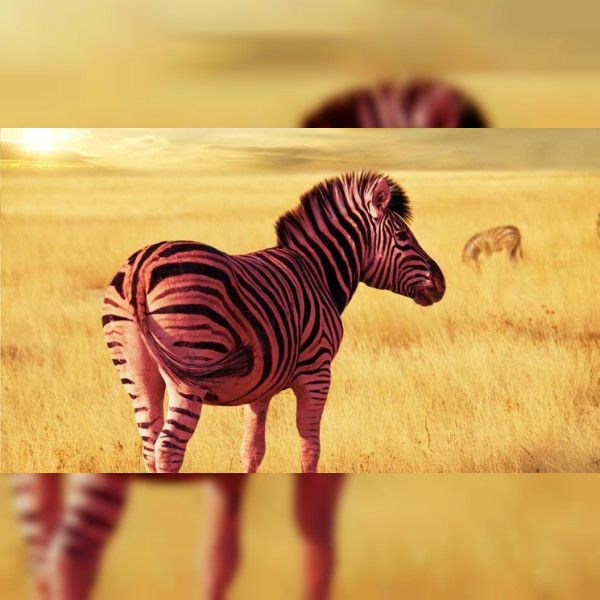 Pinkzebra